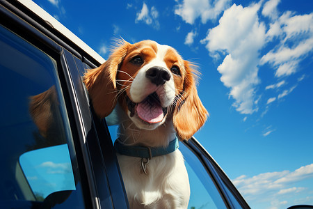 有趣动物仪表盘狗狗乖巧伸头探出车窗背景