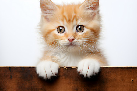 小猫趴在木板上背景图片