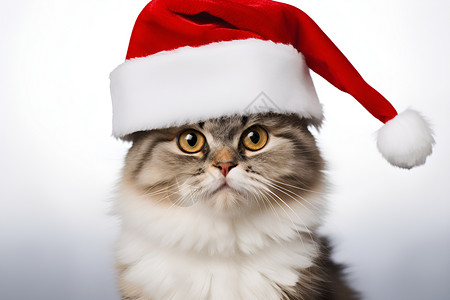 萌宠的圣诞帽小猫背景图片