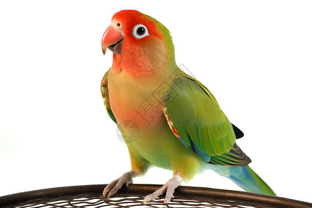 色彩缤纷背景色彩缤纷的鹦鹉背景