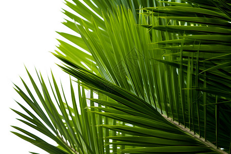 椰子树叶边框茂密的棕榈叶背景