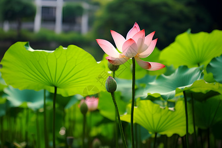 湖畔的荷花背景图片