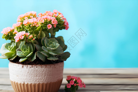一盆粉色花朵背景图片