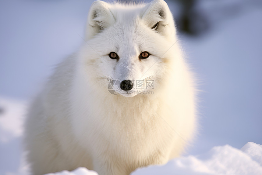 雪中的白狐图片