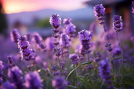 开花大自然紫色薰衣草背景