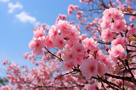 美丽的樱花背景图片