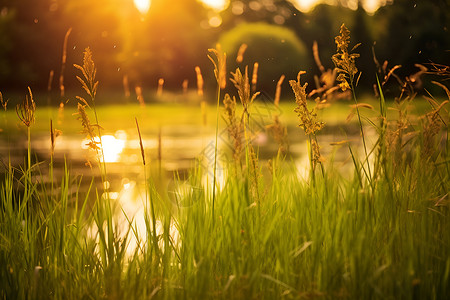 夕阳映照下的草地背景图片