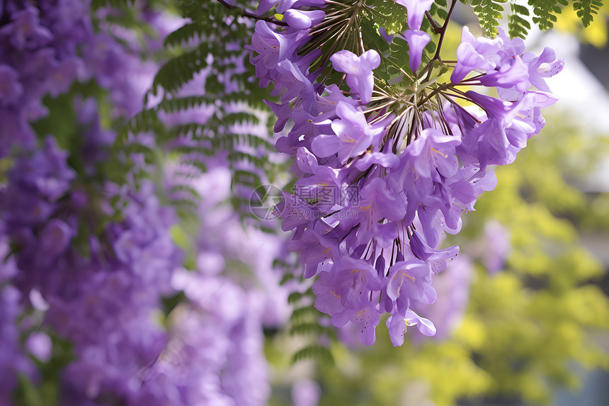 树上的紫色花朵图片