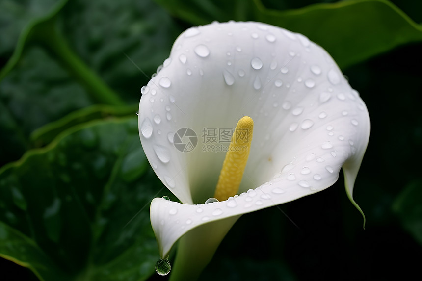 春天中的雨滴百合图片