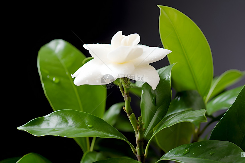 芳香四溢的白色花朵图片