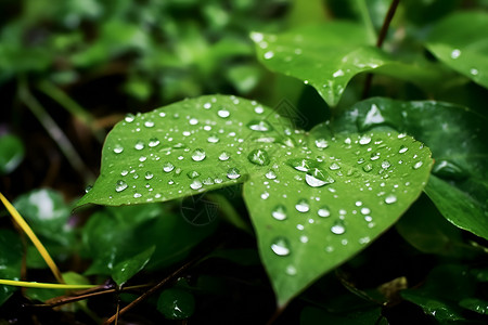 水珠洒在绿叶上背景图片