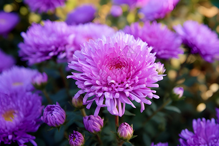 紫色花园背景图片