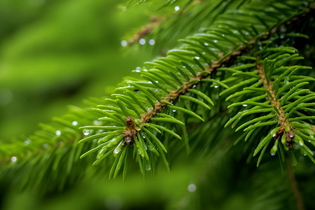 松树上水珠背景图片