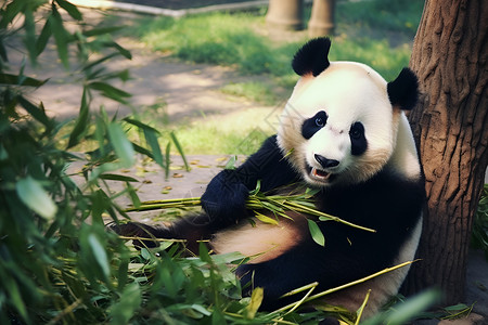 熊猫在动物园里吃竹子背景图片