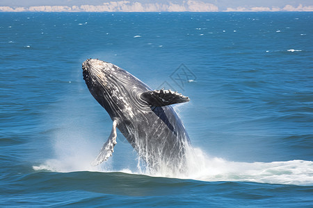 一只鲸鱼背景图片