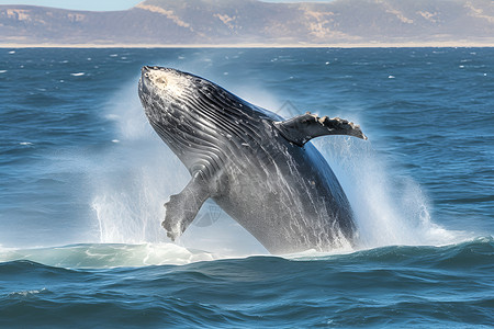 巨大鲸鱼背景图片