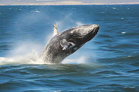 跳跃的鲸鱼背景图片