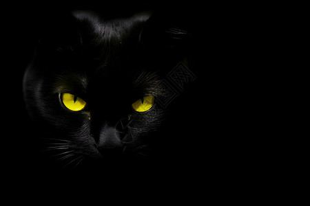 黑猫的黄眼背景图片