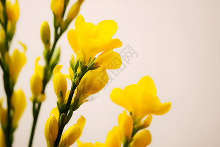 鲜黄花朵背景图片