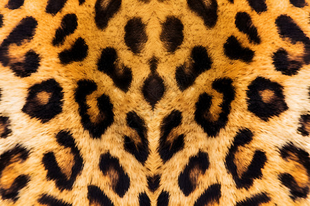豹纹图案温暖豹纹高清图片