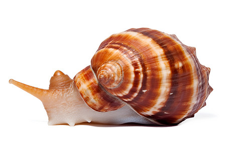 一只蜗牛背景图片