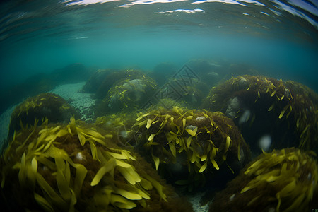 海底的海藻群背景图片