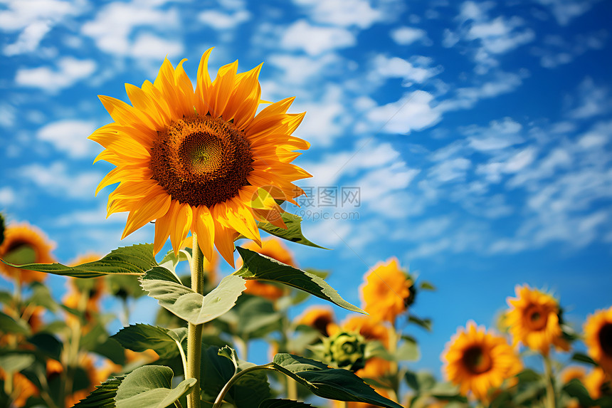 一朵向阳而开的向日葵图片