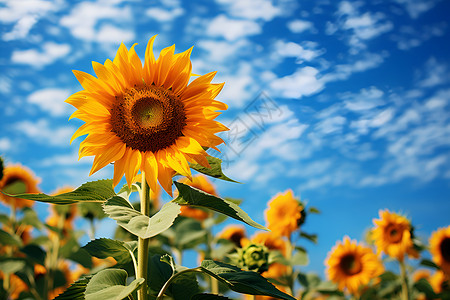 向阳而生字体一朵向阳而开的向日葵背景