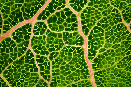细胞培养皿放大的植物叶片背景
