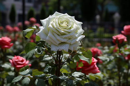 公园绽放的玫瑰花朵背景图片
