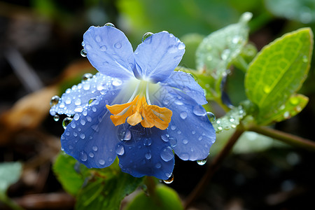 美丽绽放的蓝色花朵背景图片