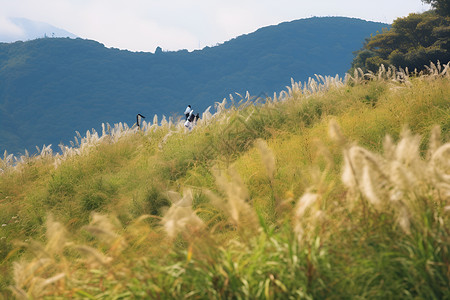 蒹葭苍苍碧草苍苍的山谷景观背景