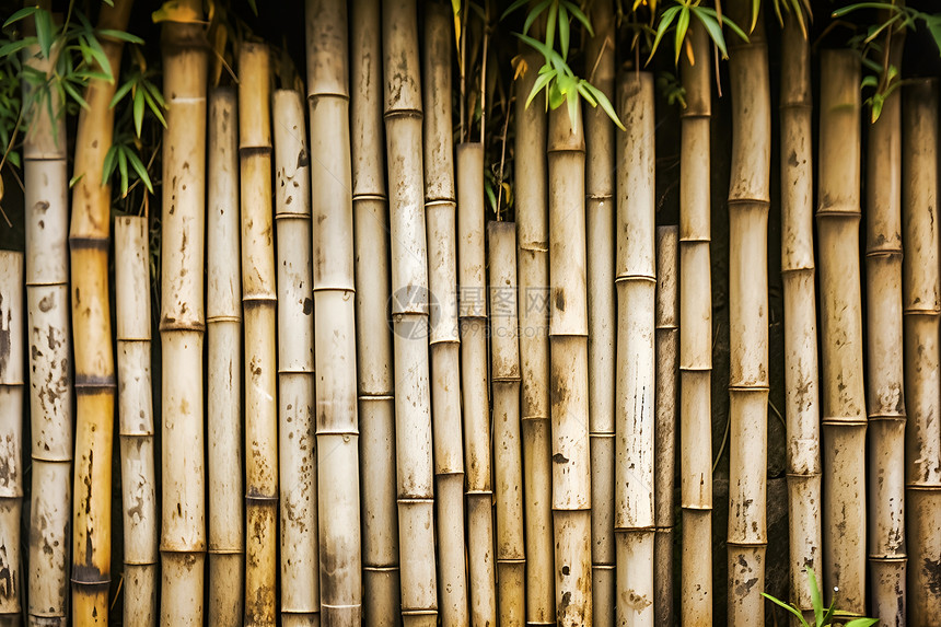 传统的竹篱笆图片
