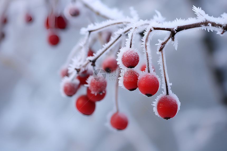 挂在枝头的冰霜浆果图片