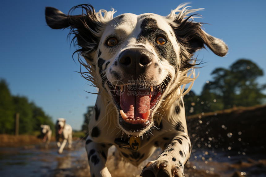 欢乐奔跑的斑点犬图片