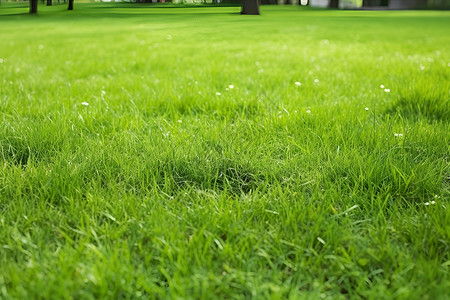 公园里新鲜的绿草地背景图片