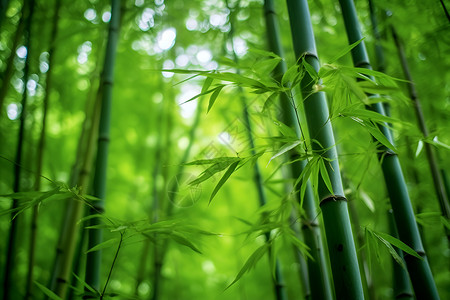 竹子植物静默生长的竹林背景