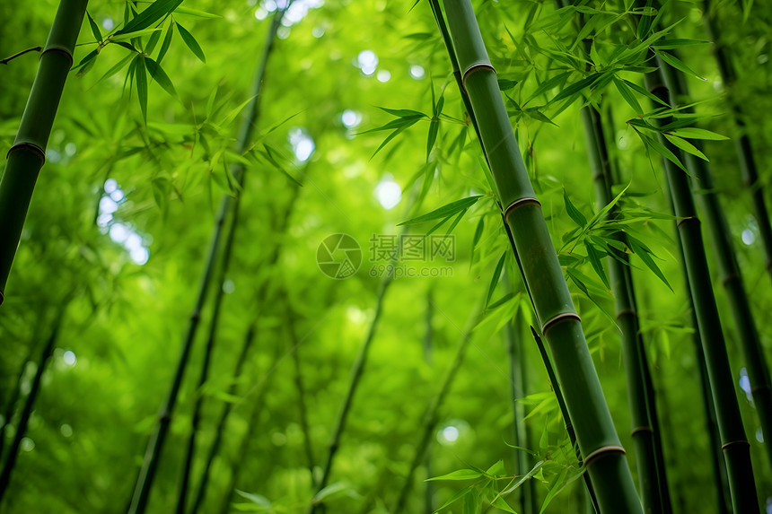 自然清新的竹林图片