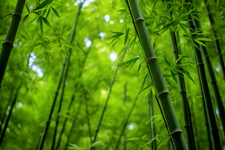 自然清新的竹林背景图片