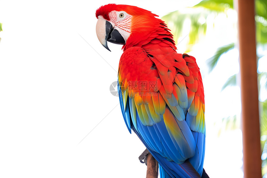 丛林中彩色的小鸟图片