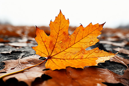 秋雨中的落叶背景图片