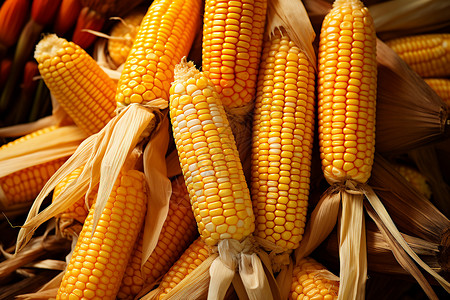 乡村农业的玉米农作物背景图片