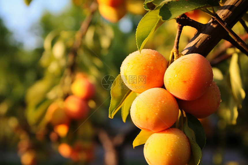 乡村农业种植的杏子果园图片