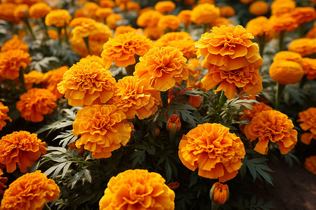 花园中美丽绽放的金盏花花朵高清图片