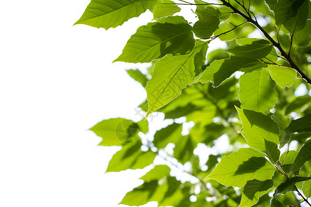 树枝上的片片绿叶背景图片