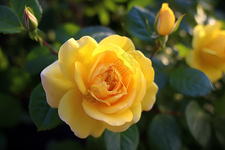 夏日花园中绽放的黄色玫瑰背景图片