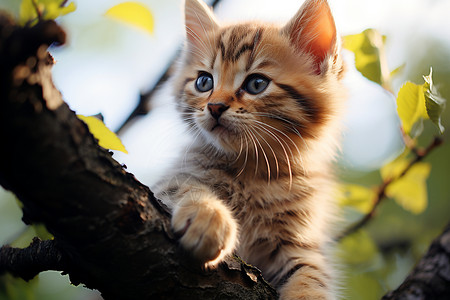爬树猫咪在枝头凝望背景