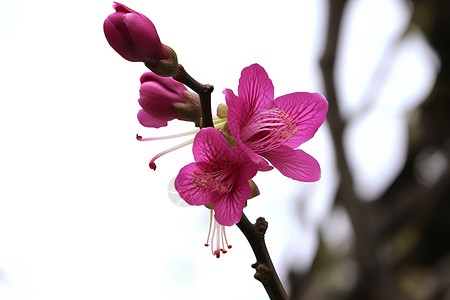 树上盛开粉色花朵背景图片