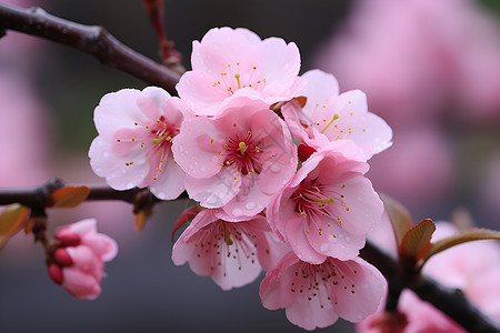 枝头桃花粉红色花朵背景