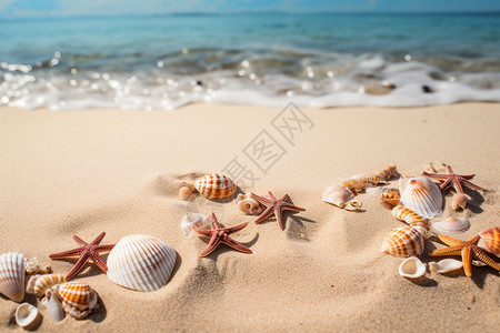 贝壳与海星的海滩背景图片